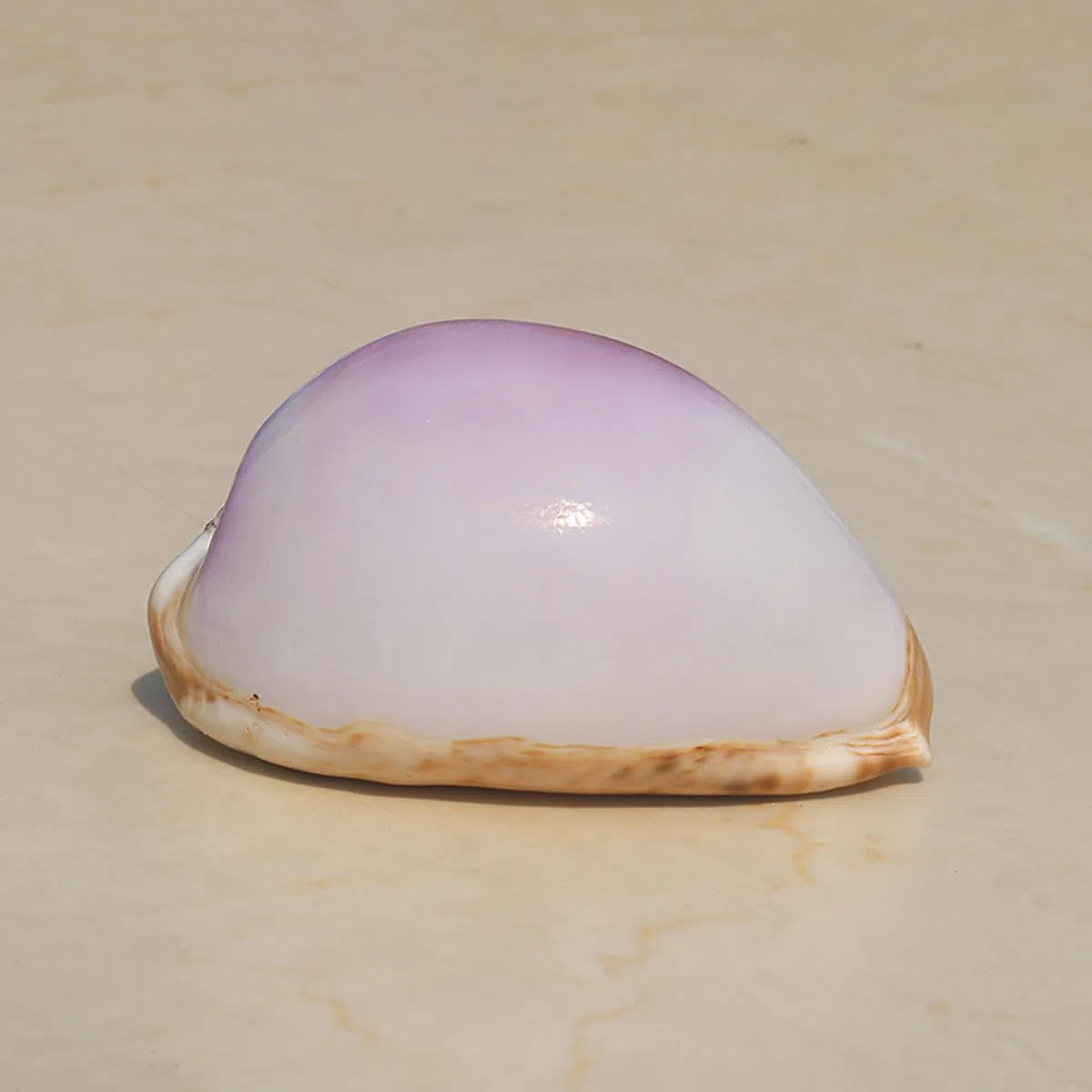 Natural grande de la playa del mar Seashells, Caracol blanco morado natural raro, concha marina real, decoración marina, concha marina hecha a mano, for bodas, festivales, grandes regalos