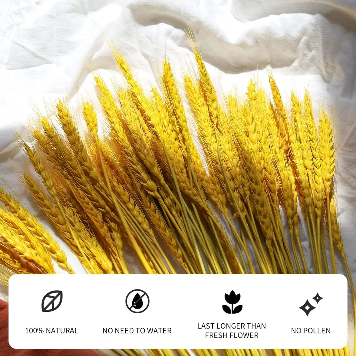 100pcs Flores de Trigo Seco Espigas de Trigo Secas Dried Flowers 45 cm Flores Secas Naturales Adecuado para Decoración de Chimeneas, Mesas, Decoración de Bricolaje y Más