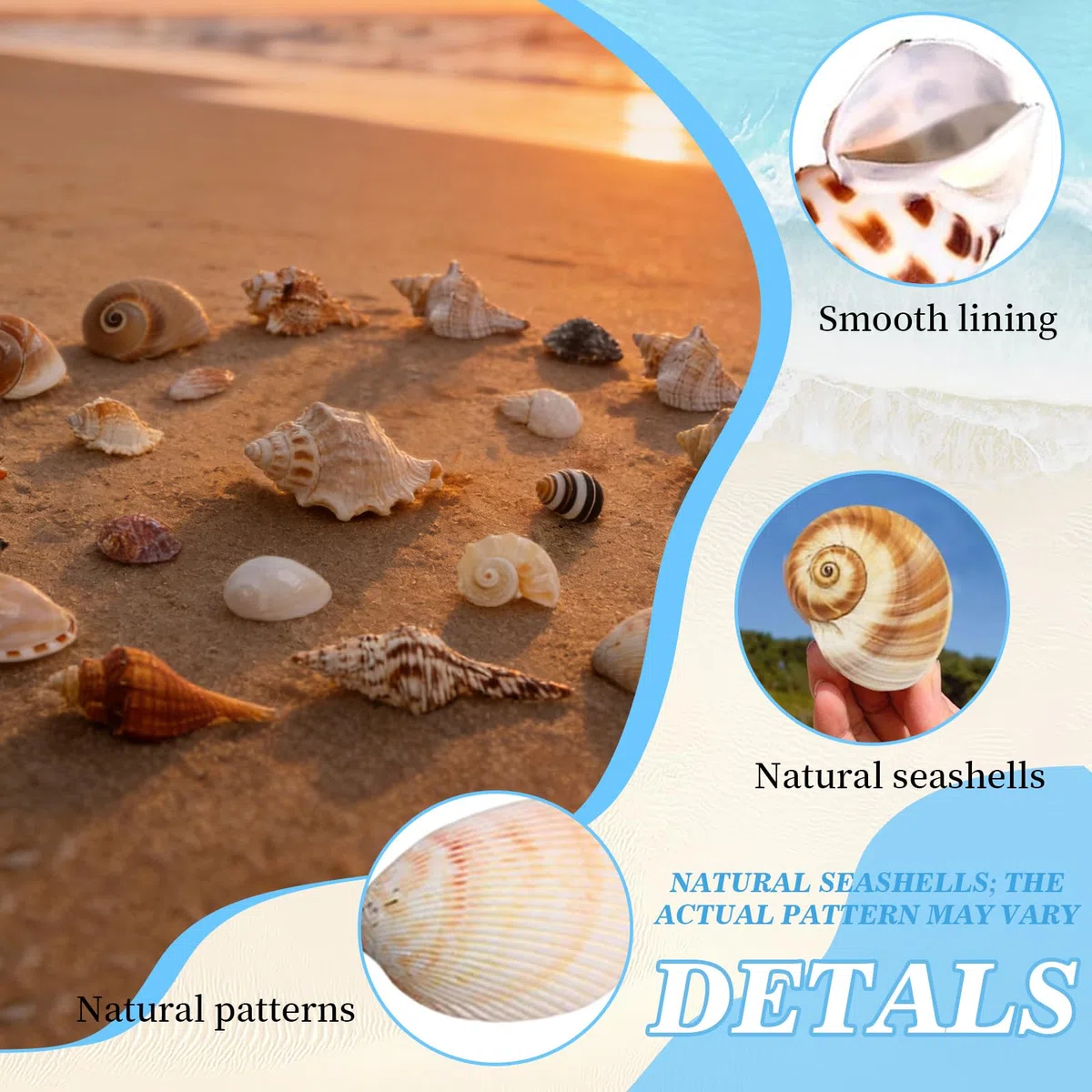 21 Piezas Conchas de Mar Decoracion, Conchas Marinas Mixtas de Playa, Marinas Conches Marines Mixtas, 3-9CM Conches Marines Naturale para Acuarios Peceras Manualidades Jarrones Decoración del