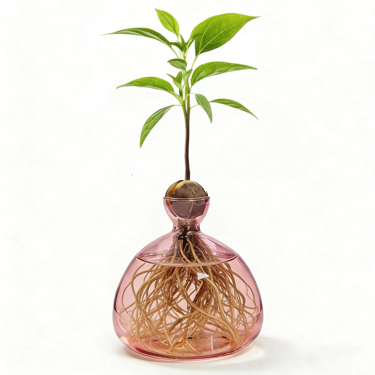 Jarrones de aguacate transparente para cultivar aguacates y castañas, jarrones de cristal para aguacates y castañas, jarrón de cristal hidropónico para flores, para decoración de boda, mesa de salón