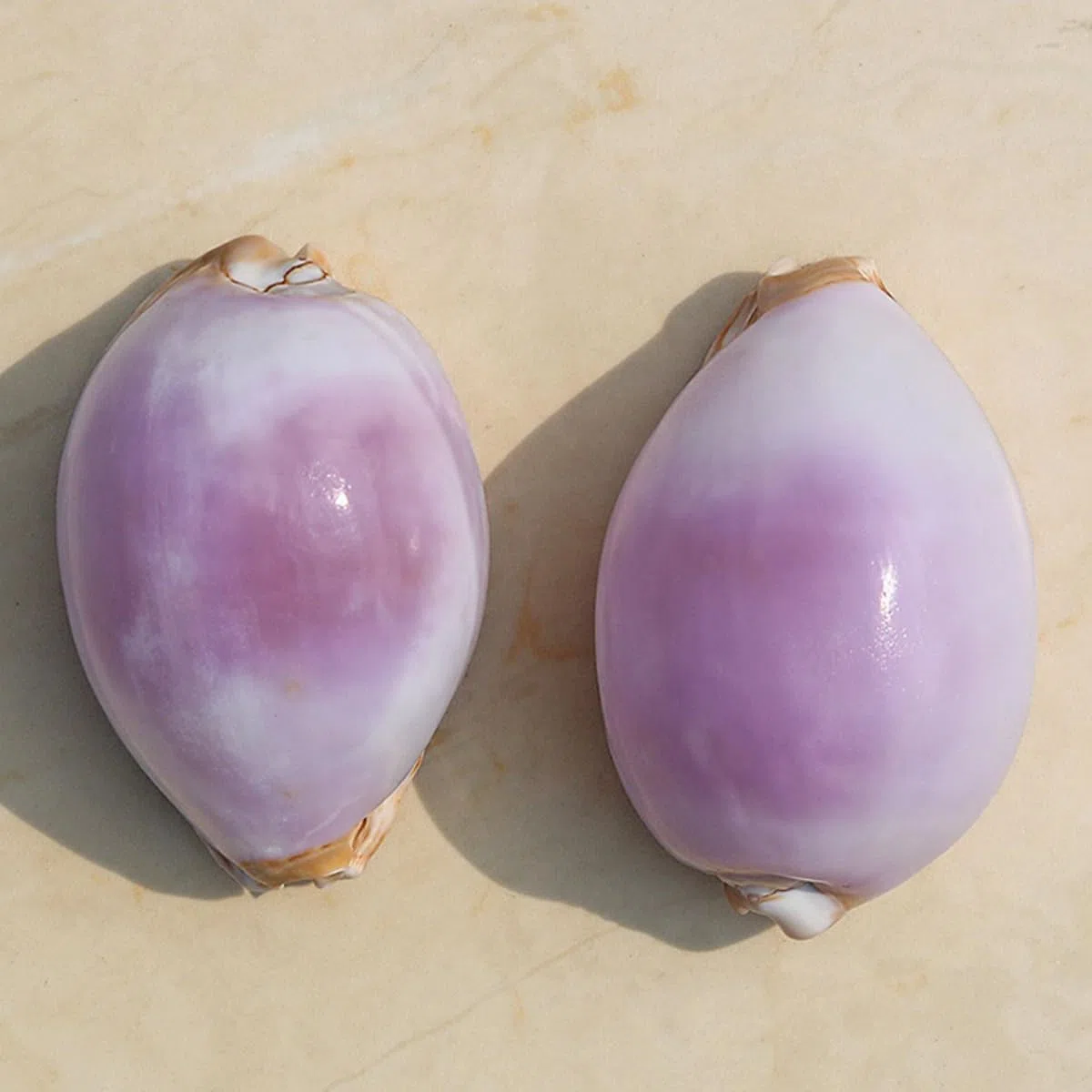 Natural grande de la playa del mar Seashells, Caracol blanco morado natural raro, concha marina real, decoración marina, concha marina hecha a mano, for bodas, festivales, grandes regalos