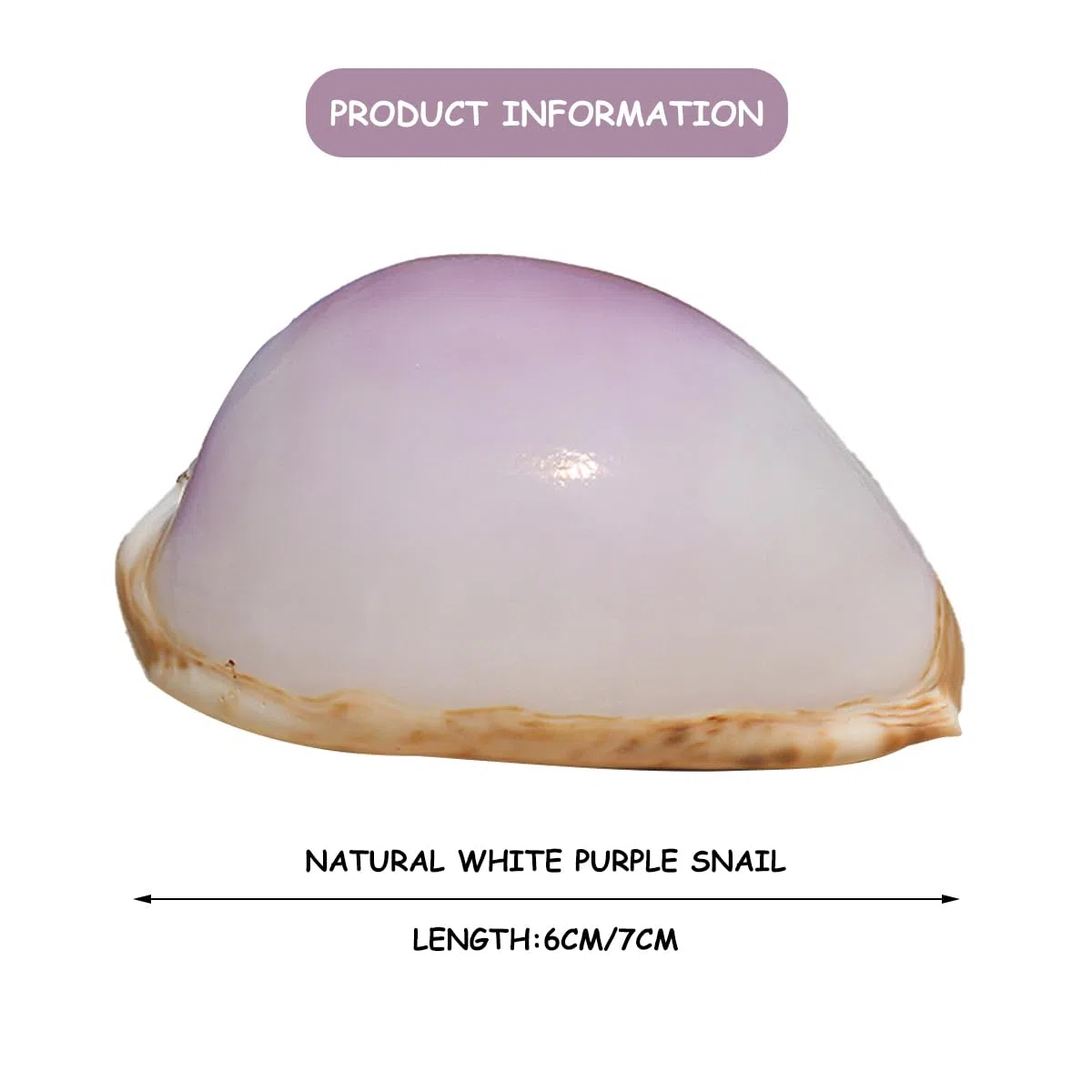 Natural grande de la playa del mar Seashells, Caracol blanco morado natural raro, concha marina real, decoración marina, concha marina hecha a mano, for bodas, festivales, grandes regalos