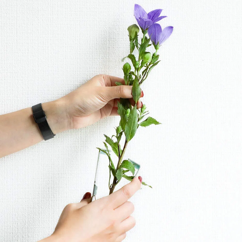 Wazakura Removedor de Espinas y Ramas de Flores, Herramienta para Quitar Espinas y Hojas de Rosas con Apoyo para los Dedos Hecho en Japón, Jardinería Japonesas para Arreglos Florales Ikebana