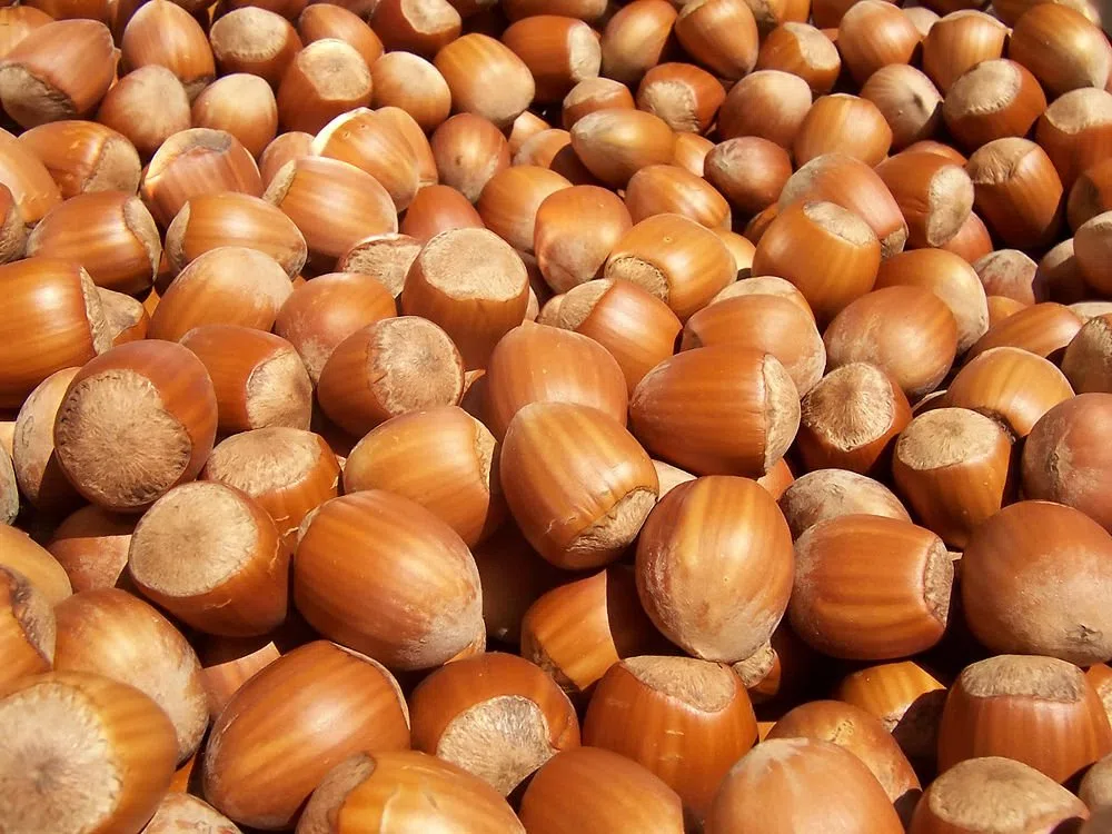 EFO Cascanueces de Madera en Forma de Seta - Herramienta Cascanueces para Abrir fácilmente Todas Las nueces, nueces, avellanas, almendras - Cascanueces de Madera de Haya Maciza Natural