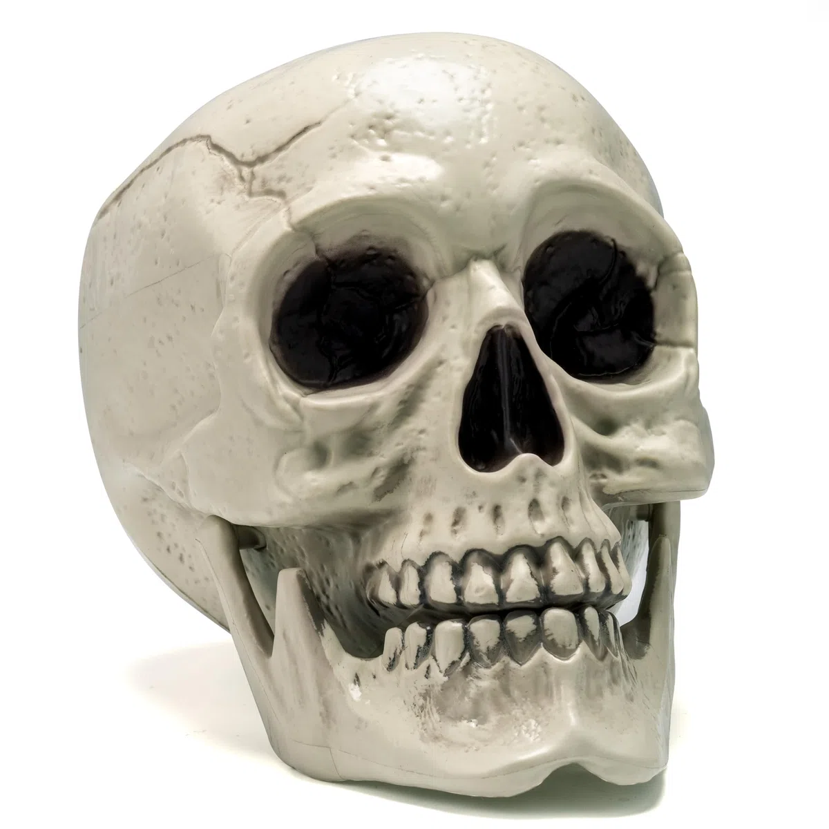 JOYIN Calavera humana de tamaño real para Halloween, decoración de esqueleto para interiores y exteriores, para trucos o tratos. Cabeza humana de plástico realista, cabeza de esqueleto de hueso,
