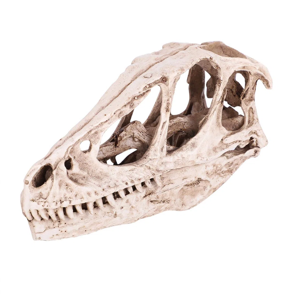 Modelo de cráneo de Dinosaurio: Modelo de cráneo de Dinosaurio de Resina, Esqueleto de Animal simulado, decoración de Oficina en casa, Accesorio de enseñanza Artesanal