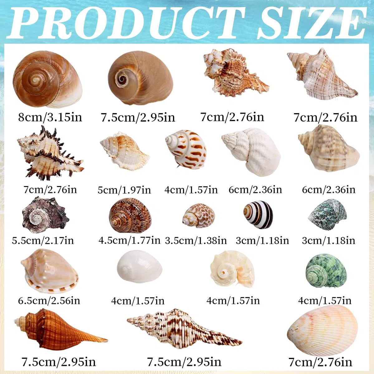 21 Piezas Conchas de Mar Decoracion, Conchas Marinas Mixtas de Playa, Marinas Conches Marines Mixtas, 3-9CM Conches Marines Naturale para Acuarios Peceras Manualidades Jarrones Decoración del
