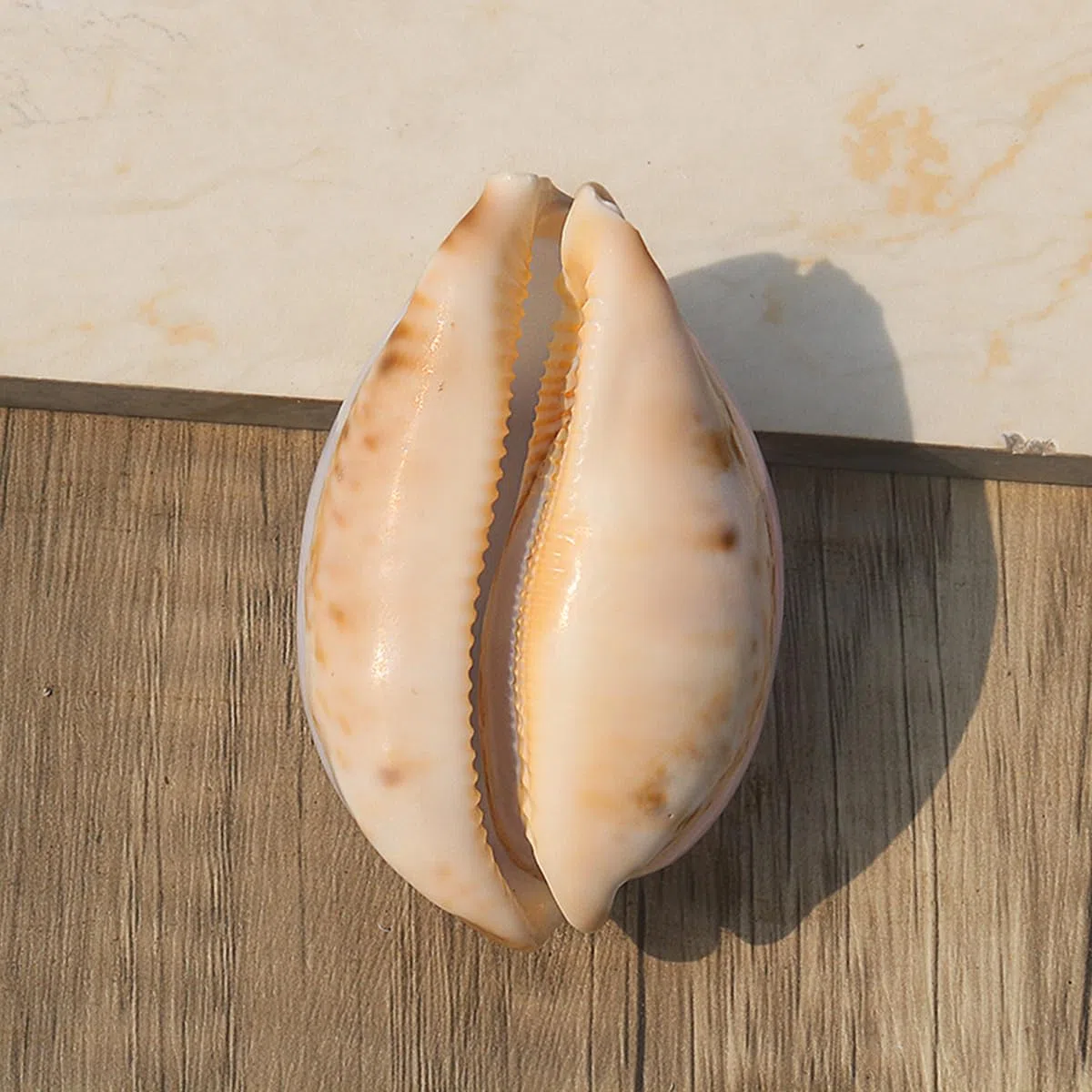 Natural grande de la playa del mar Seashells, Caracol blanco morado natural raro, concha marina real, decoración marina, concha marina hecha a mano, for bodas, festivales, grandes regalos