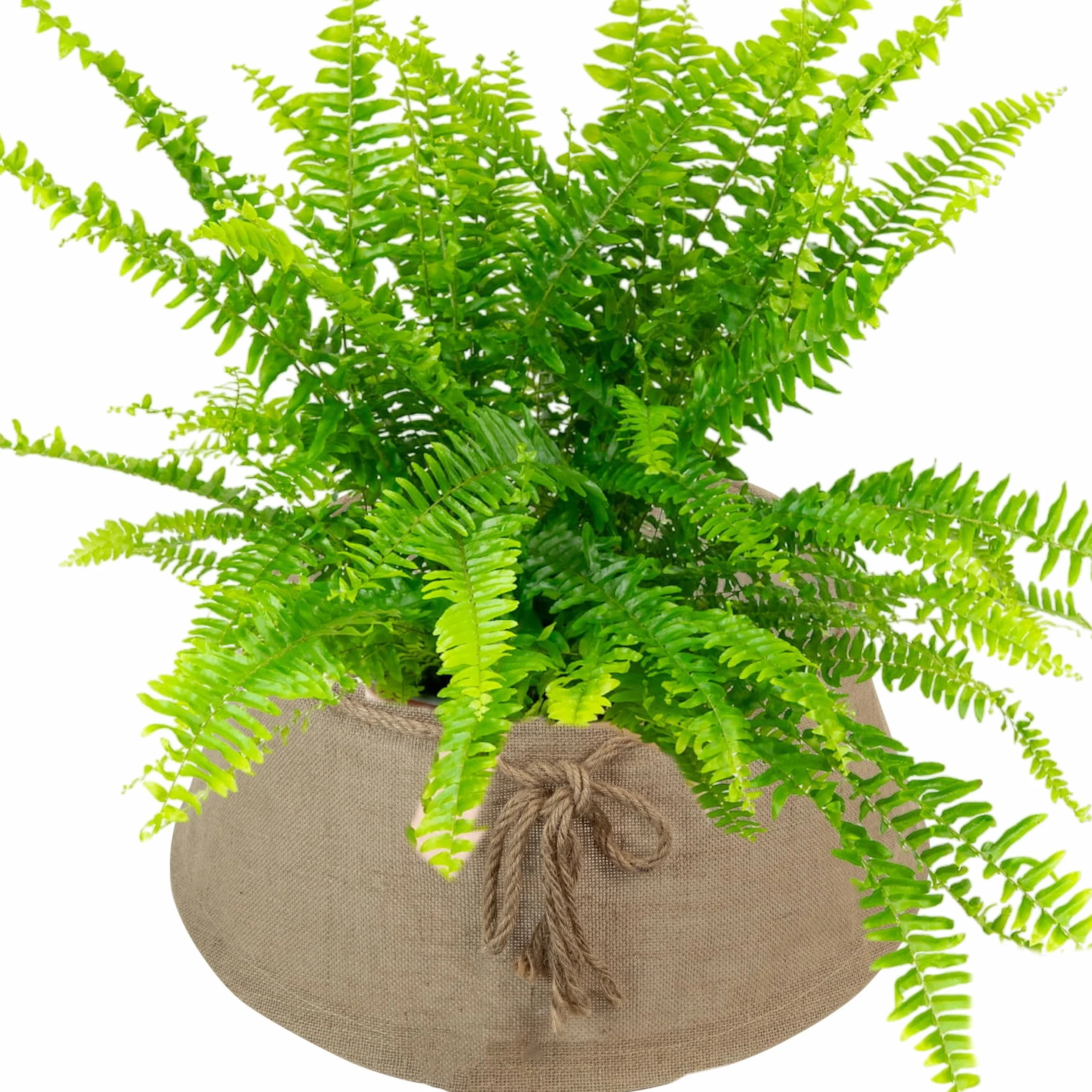 COIL Falda para árbol de Navidad, ovalada, rectangular, diámetro a partir de 56 cm (beige, diámetro 56)