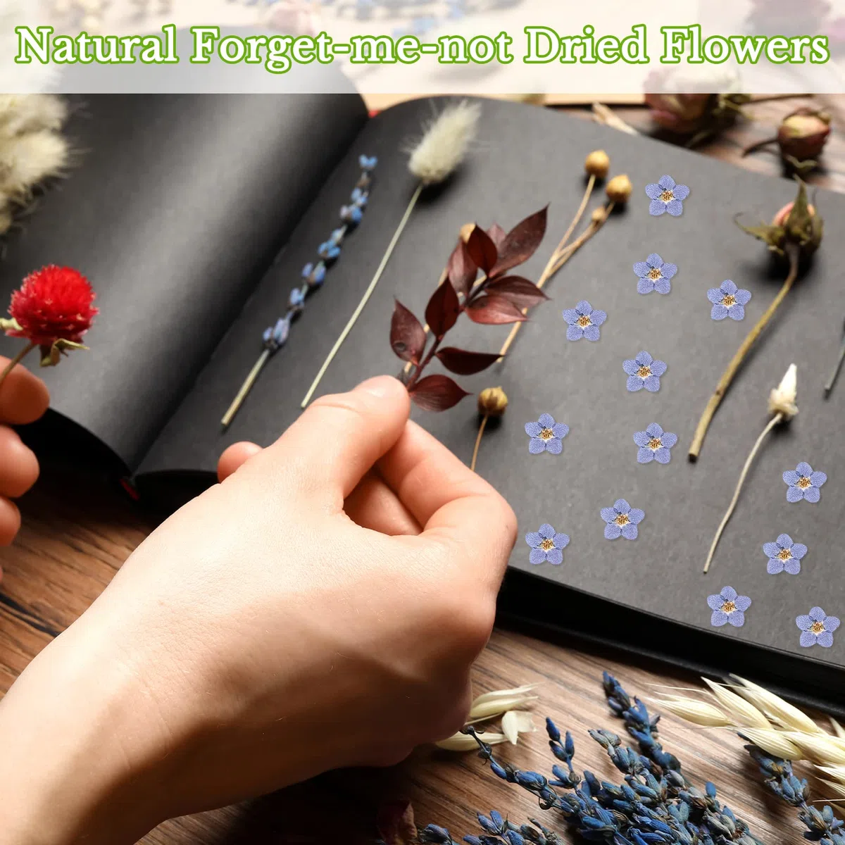 80 Flores Secas Reales Flores Prensadas Secas Naturales No me Olvides Azul con Pinzas de Codo para Resina Bricolaje Joyas Tarjetas Velas Artesanías Decoración de Uñas