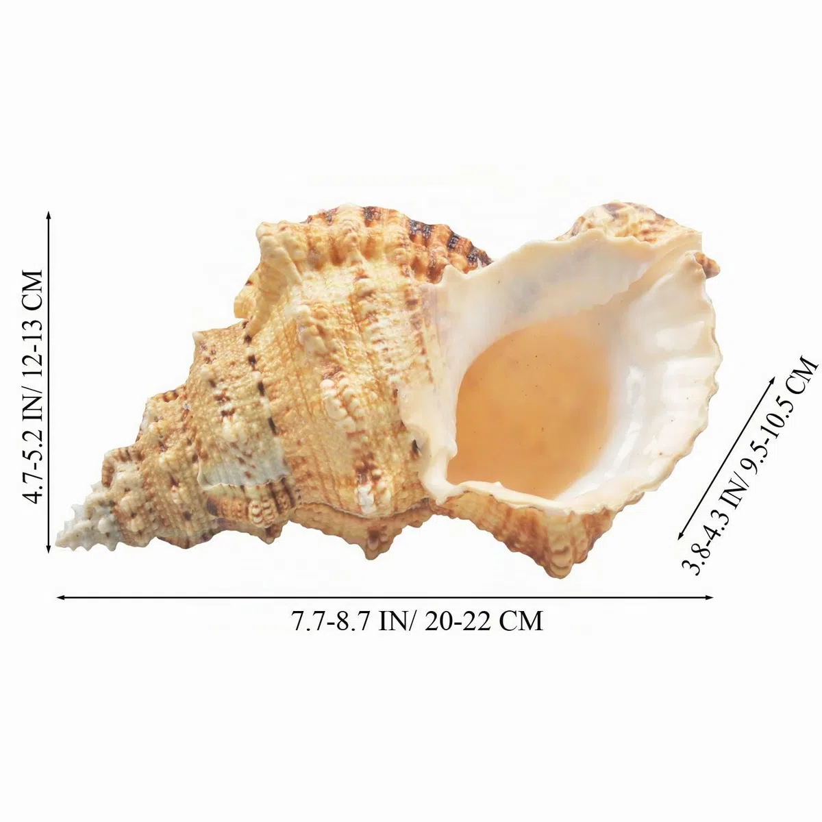 Jangostor Grandes Conchas Marinas Naturales, Gran océano Conch 17-20cm (5)