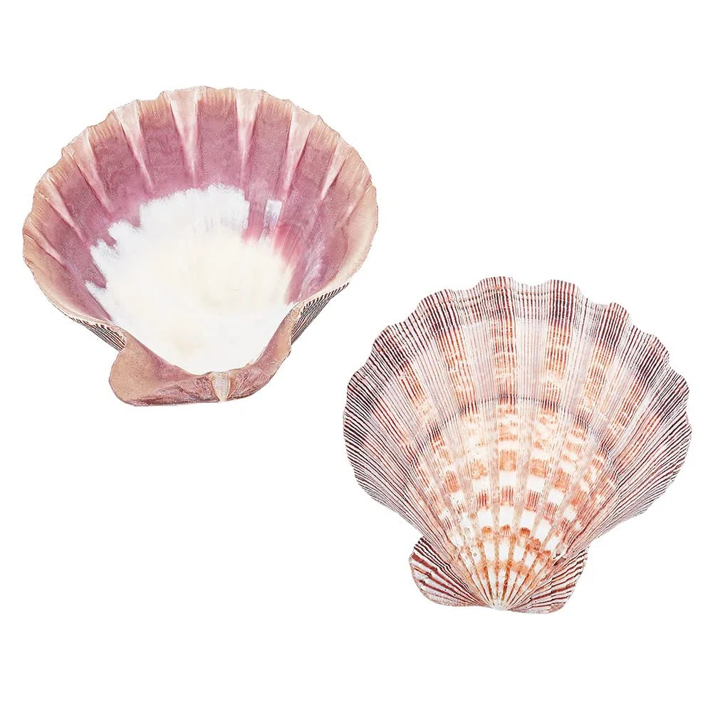 PandaHall 2 Conchas Grandes de Vieira con Patas de León, 5.2~5.4 Pulgadas Conchas Marinas Cuentas de Concha Natural Sin Perforar Conchas de Vieira para Mar Playa Manualidades Decoración del Hogar