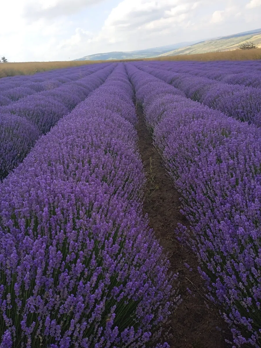 Lavanda Seca 100% Natural de Grado Superior - 200g de Flores Aromáticas para Cosmética, Bolsitas y Decoración