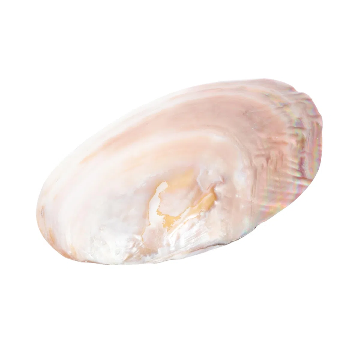 Plato De Concha Natural Brillante 22 Cm, Bandeja Decorativa De Perla Auténtica, Concha Marina Para Servir Sushi y Aperitivos, Adecuado Para Hogar, Restaurante y Cafetería