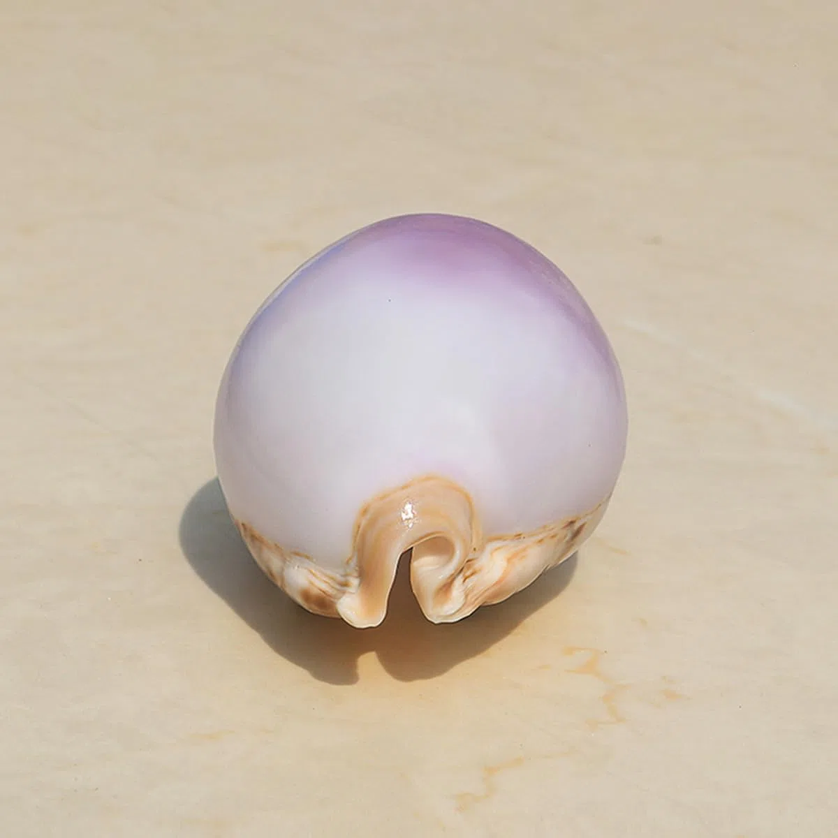 Natural grande de la playa del mar Seashells, Caracol blanco morado natural raro, concha marina real, decoración marina, concha marina hecha a mano, for bodas, festivales, grandes regalos