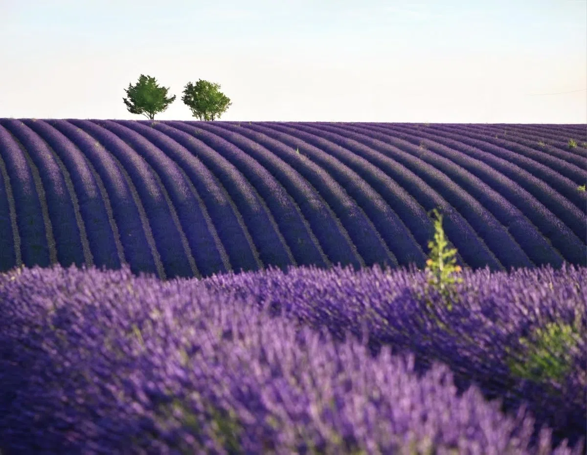 Flores secas de Lavanda a Granel para Armario, antipolillas. Gran bolsita perfumada de cogollos de Lavanda Pura y 100% Natural de Provenza, 200g, Elegante bolsita Made in France