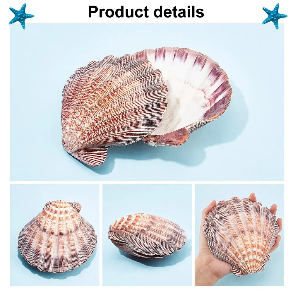 PandaHall 2 Conchas Grandes de Vieira con Patas de León, 5.2~5.4 Pulgadas Conchas Marinas Cuentas de Concha Natural Sin Perforar Conchas de Vieira para Mar Playa Manualidades Decoración del Hogar