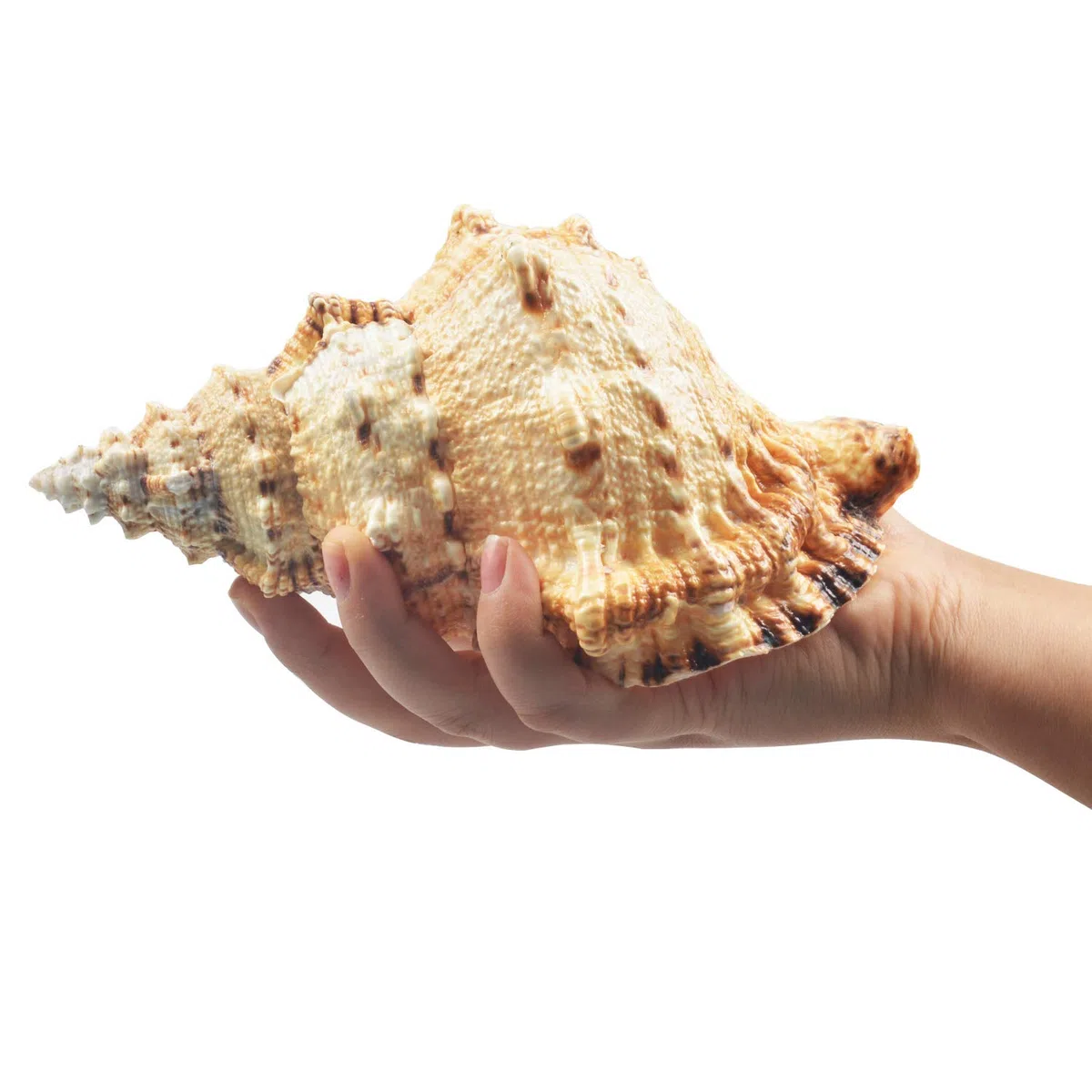 Jangostor Grandes Conchas Marinas Naturales, Gran océano Conch 17-20cm (5)