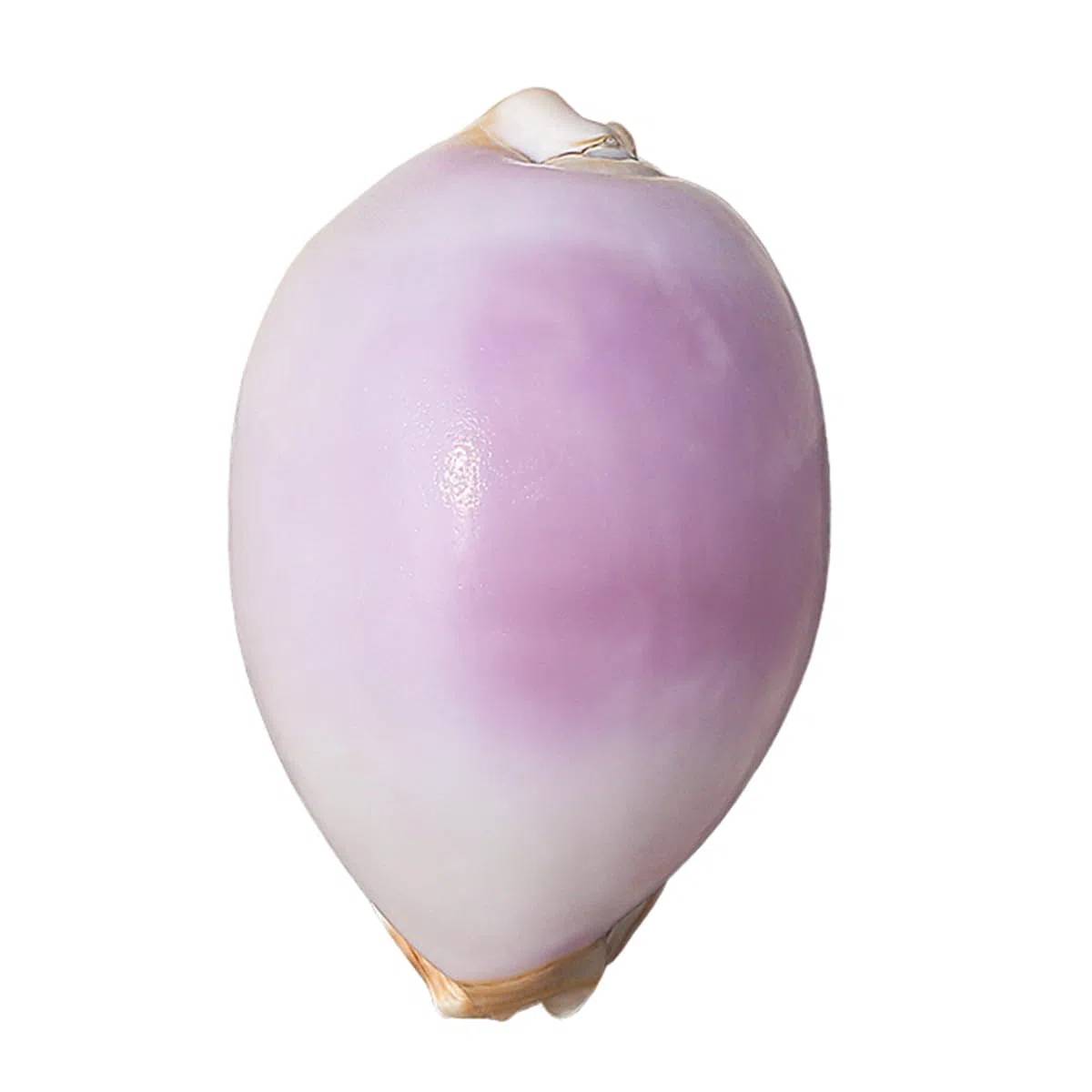 Natural grande de la playa del mar Seashells, Caracol blanco morado natural raro, concha marina real, decoración marina, concha marina hecha a mano, for bodas, festivales, grandes regalos