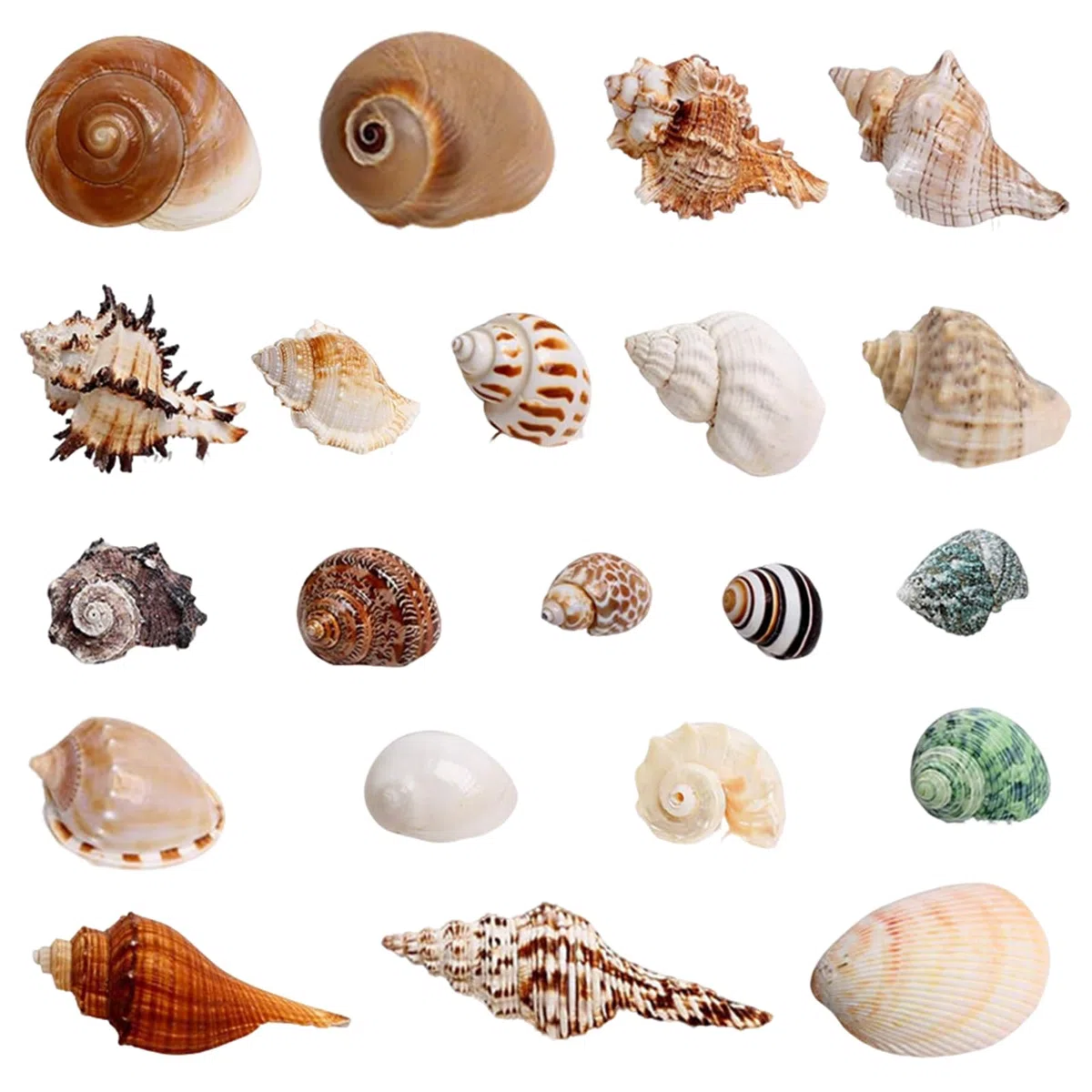 21 Piezas Conchas de Mar Decoracion, Conchas Marinas Mixtas de Playa, Marinas Conches Marines Mixtas, 3-9CM Conches Marines Naturale para Acuarios Peceras Manualidades Jarrones Decoración del